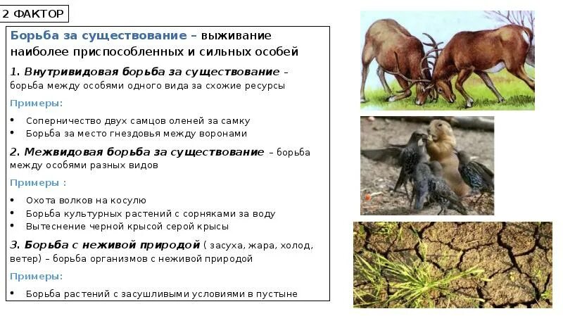 Существование предыдущий. Формы борьбы за существование межвидовая борьба. борьба за самку пример борьбы за существование. эволюция борьба за существование. выживание наиболее приспособленных особей.