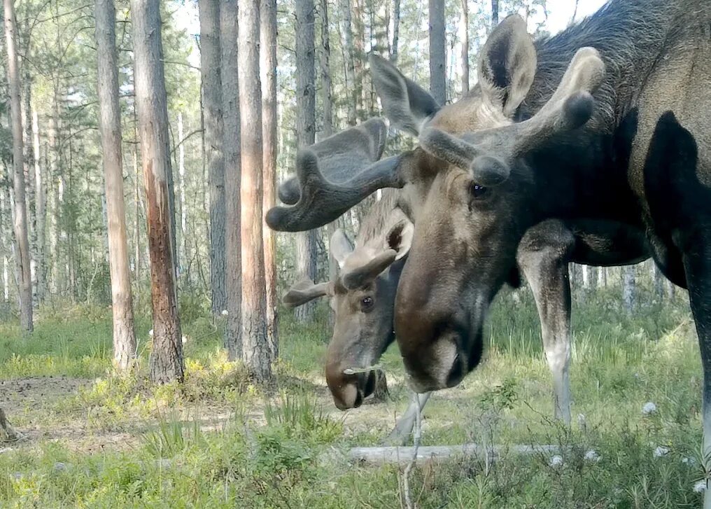 У лося есть рога. Лоси. лось лосиха лосенок. рога лося. лось в лесу.