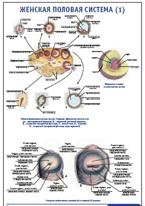 Плакат половая система. Женская половая система. Плакат женской половой системы. Строение женской половой системы. Особенности женской половой системы