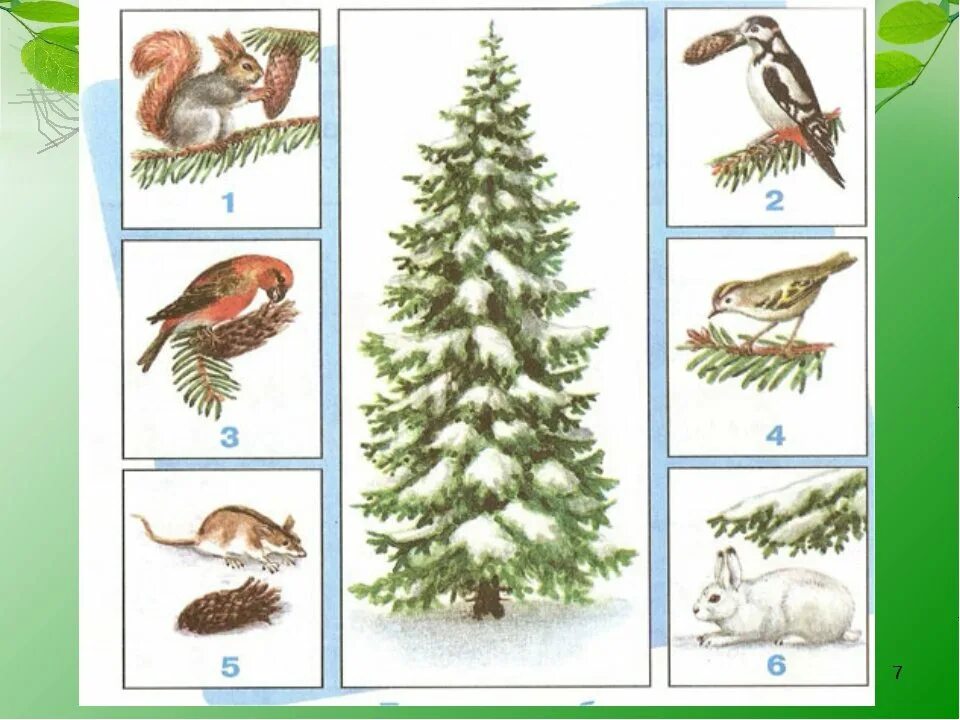 Невидимые нити в лесу примеры. Невидимые нити в лесу примеры. Невидимые нити в весеннем лесу. Невидимые связи в весеннем лесу. Невидимая нить.