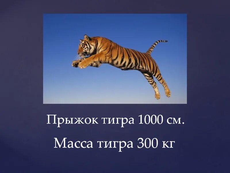 Тигр сколько килограмм. Амурский тигр вес. амурский тигр рост вес длина. вес амурского тигра. масса взрослого тигра.