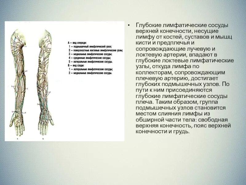 Лимфатические сосуды несут. Лимфатические узлы верхней конечности схема. Лимфатические сосуды и узлы верхней конечности анатомия. Региональная лимф узлы верхней конечности. Глубокие лимфатические сосуды верхней конечности.