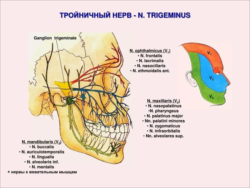 Тройничный нерв название