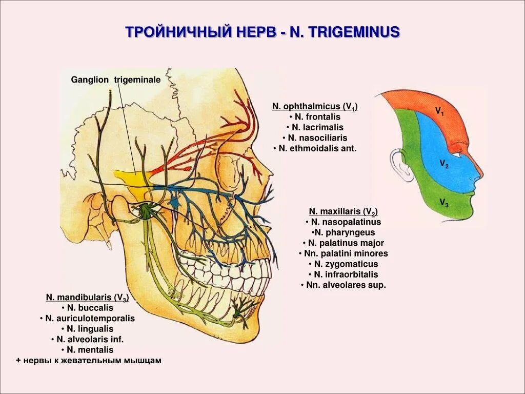 Тройничного нерва 9 букв. Топография ветвей тройничного нерва. Тройничный нерв схема 1 ветви. Иннервация 2 ветви тройничного нерва. Кожные ветви тройничного нерва проекция.