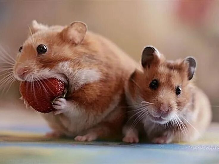 Hamster 10 11 июля. Сирийский хомяк хома. Джунгарский хомяк персиковый. Джунгарский хомяк хома. Лесной хомяк карбыш.
