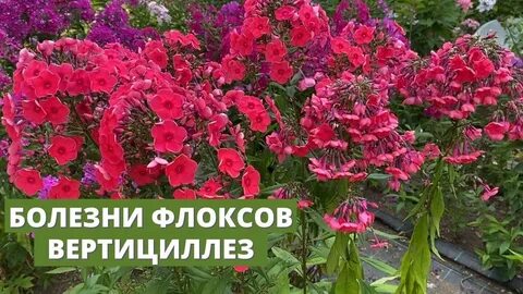 Флоксы болезней и вредителей чем обработать весной