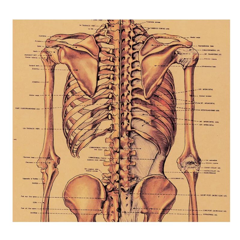 Анатомия картинки. Медицинские плакаты анатомия. Постеры по анатомии. Анатомический атлас плакат. Анатомия спины человека кости.