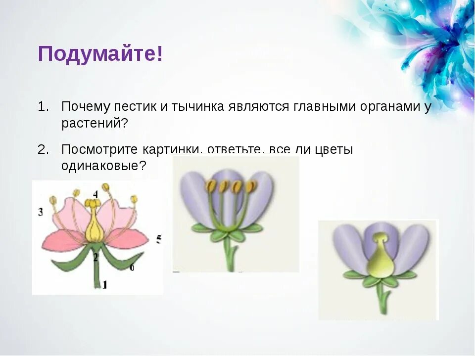 Цветки имеющие как тычинки так и пестики. Пестики и тычинки у цветка. строение цветка пестик и тычинка. строение пестика и тычинки. пестик и тычинка у растений.