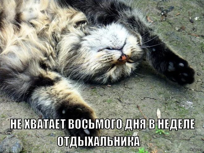 Завершение недели картинки. Прикольные открытки конец выходным. коты в субботу. выходные кот. конец рабочей недели котики.