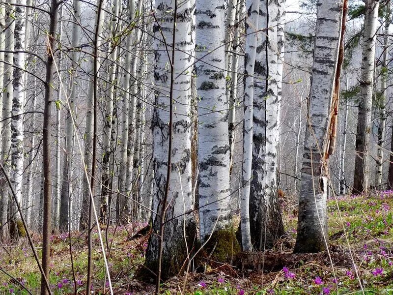 Березовый роща ранний. Березовая роща весной. Березовая роща удмуртия. Березовый роща ранний. Березовая роща осень.