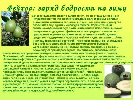Ем полезна фейхоа