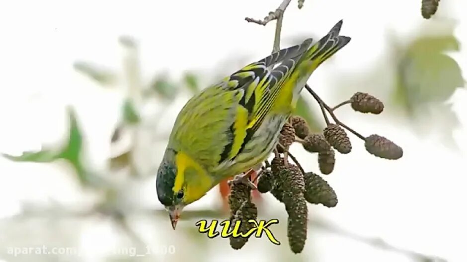 Сколько чижей жило