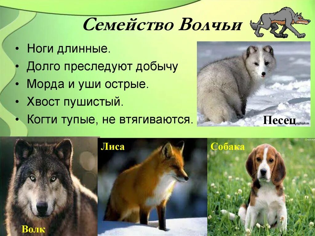 Название семейств животных. Отряд хищные семейство волчьи представители. представители семейства собак. отряд собачьих представители. отряд хищные семейство собачьи.