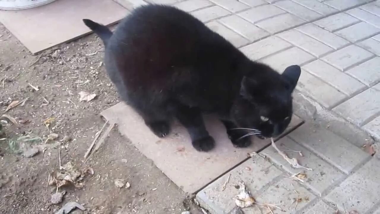 Авито животные йошкар олы. Котята йошкар ола.