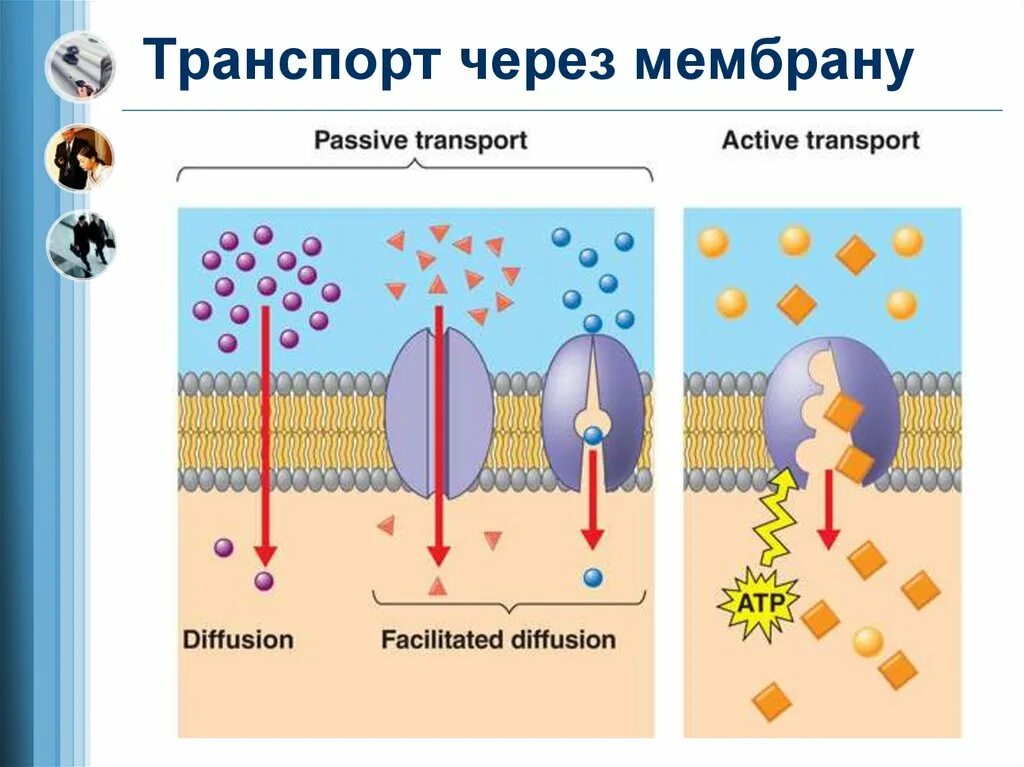Виды диффузии через мембрану. Виды диффузии через мембрану
