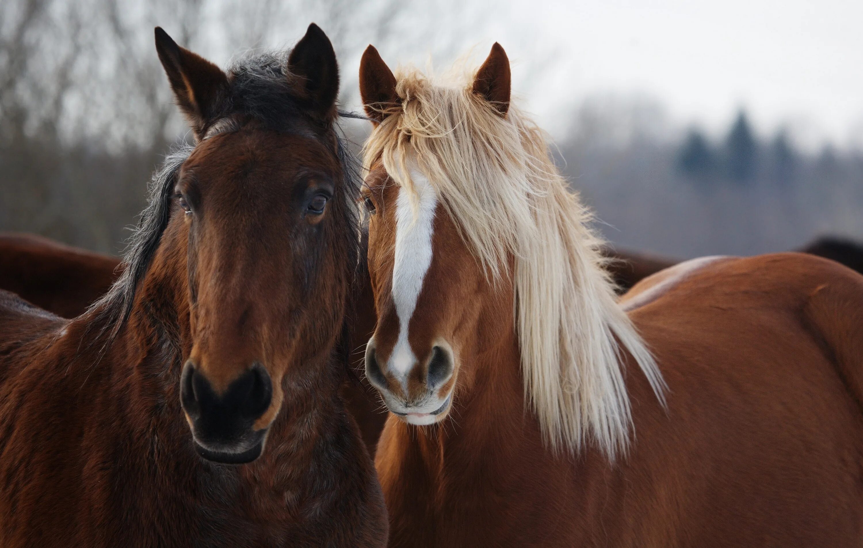 Картинки лошадей. Две лошади. Пара лошадей. Коричневая лошадь. Красивая коричневая лошадь.