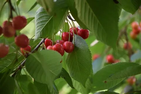 Вишня брусницына описание сорта