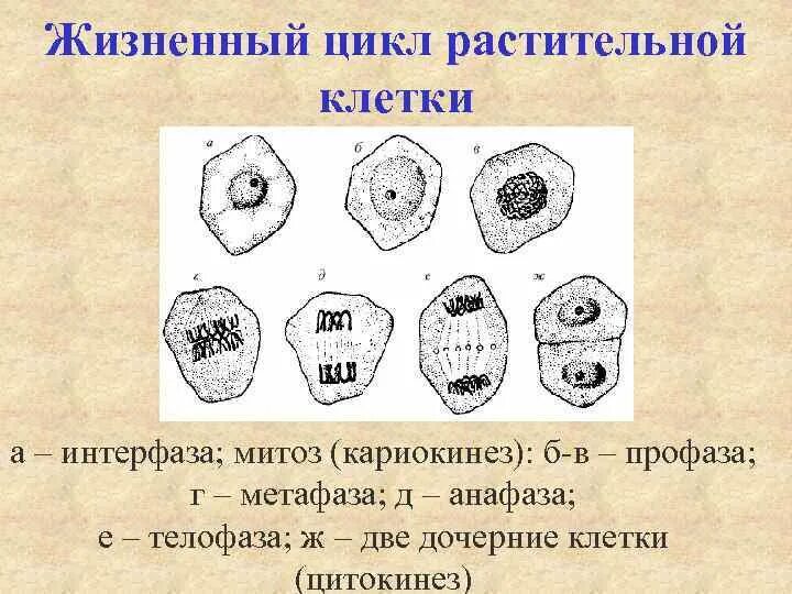 Митоз ткани растений. Фазы митоза в растительных клетках таблица. Митоз растительной клетки окраска железным гематоксилином. Жизненный цикл растительной клетки. Митоз у растений и животных.