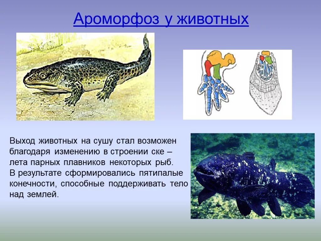 Ароморфоз крупные изменения в строении. Выход животных на сушу. Ароморфозы животных. Ароморфозы выхода животных на сушу. Конечности кистеперых рыб и земноводных.