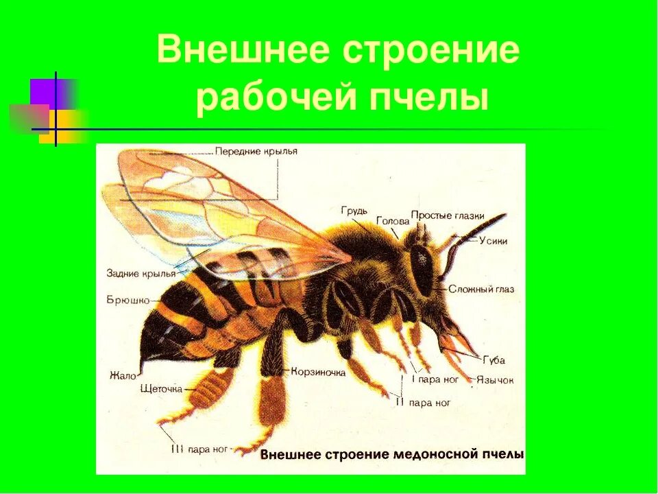 Отделы тела пчелы медоносной. Внешнее строение перепончатокрылых. Внутреннее строение пчелы медоносной. Внешнее строение перепончатокрылых насекомых. Отряд Перепончатокрылые строение тело.