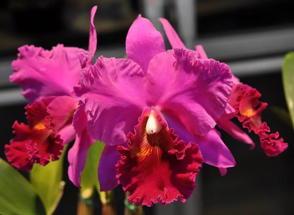 Blc m c. Каттлея crispin rosales. каттлея blc. mem. crispin rosales. каттлея george king serendipity. blc. mem crispin rosale.