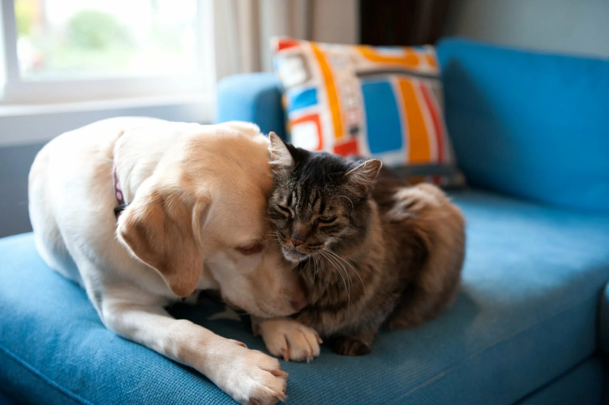 Кошки и собаки. Собака и кошка вместе. Счастливые собаки и кошки. Cat dog home. Обои для рабочего стола собаки и кошки.