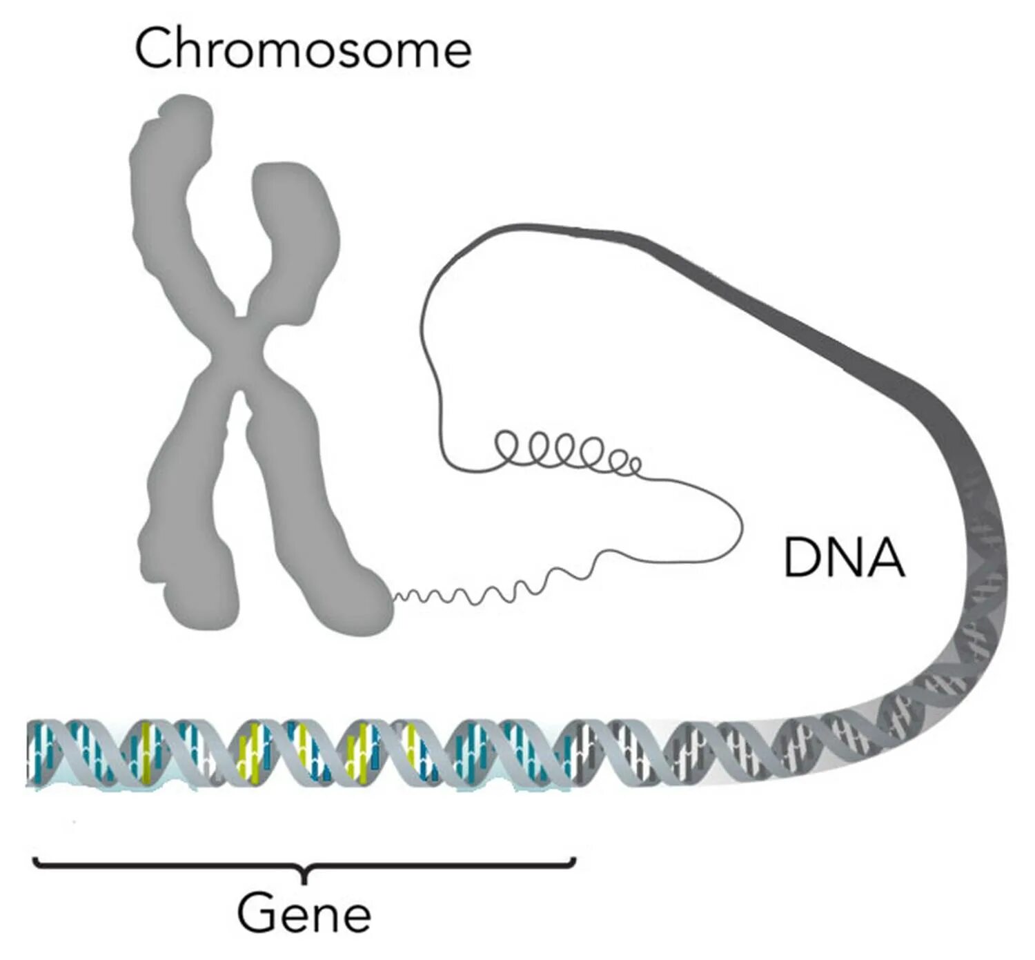 Хромосома. ДНК хромосомы гены. Хромосома ДНК ген схема. Гены хромосомы ДНК Gen chromosome DNA.