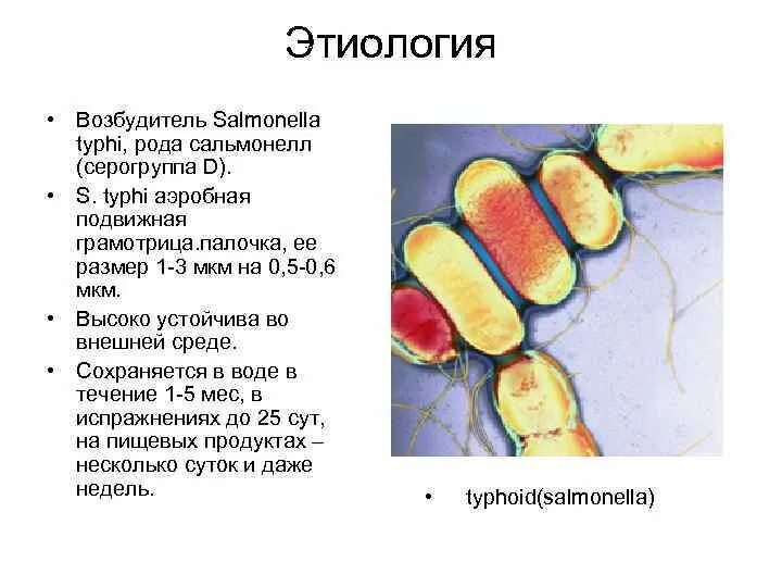 Сальмонеллез характеристика возбудителя. Этиология возбудитель Salmonella. Брюшной тиф строение бактерии. 1. Возбудитель сальмонеллеза. Сальмонеллез вкус продуктов