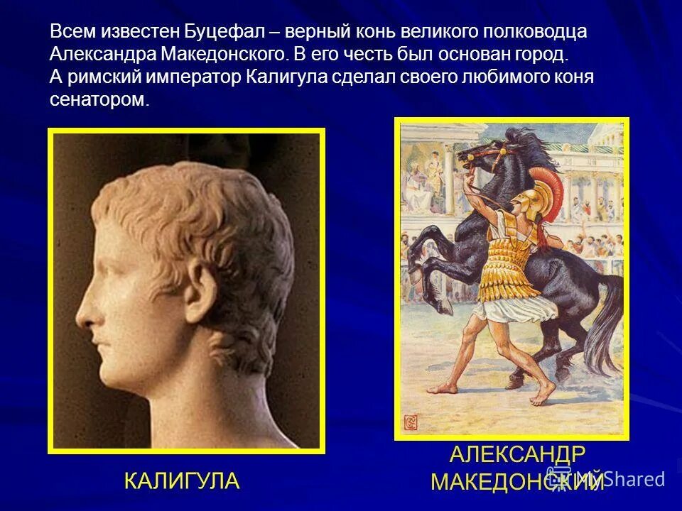 сообщение про буцефала. буцефал текст. конь александра македонского буцефал фото. александр македонский конь буцефал порода. буцефал характер.