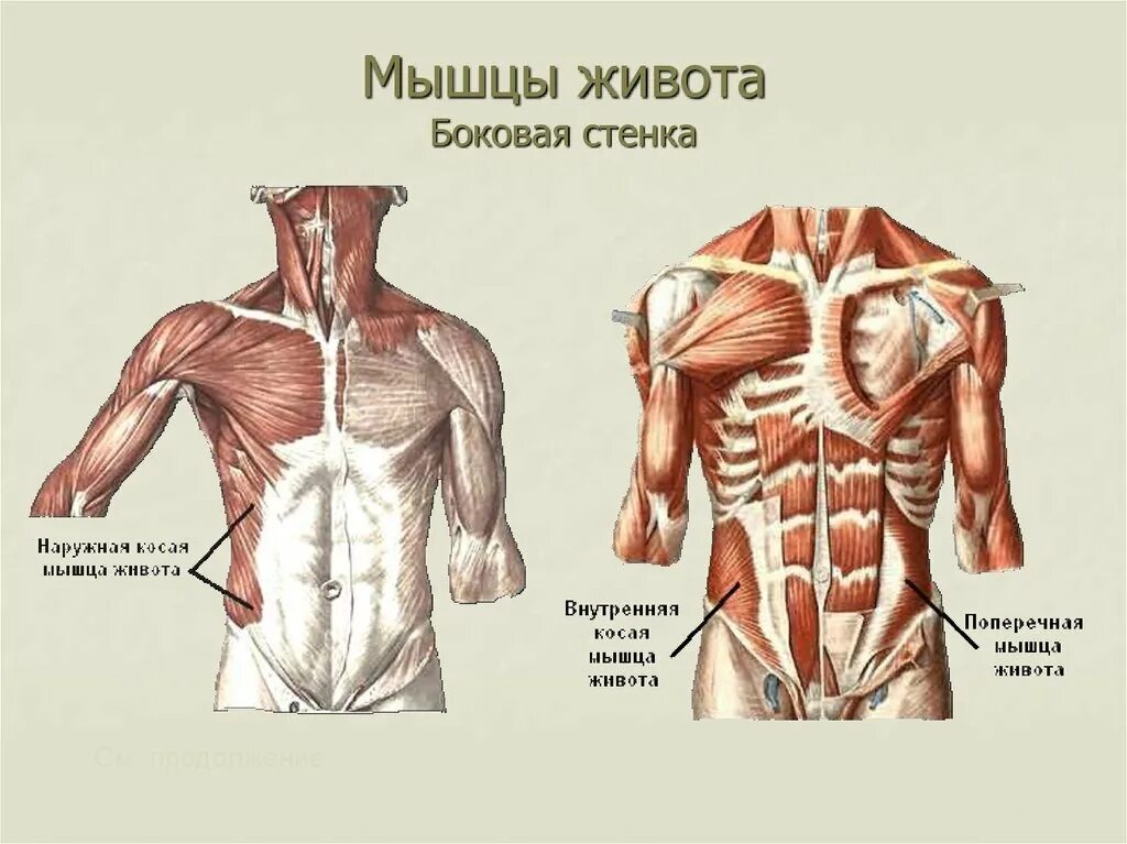 Прямые мышцы туловища. Мышцы живота вид спереди. мышцы живота вид сбоку. мышцы пресса анатомия сбоку. поверхностные мышцы живота функции.