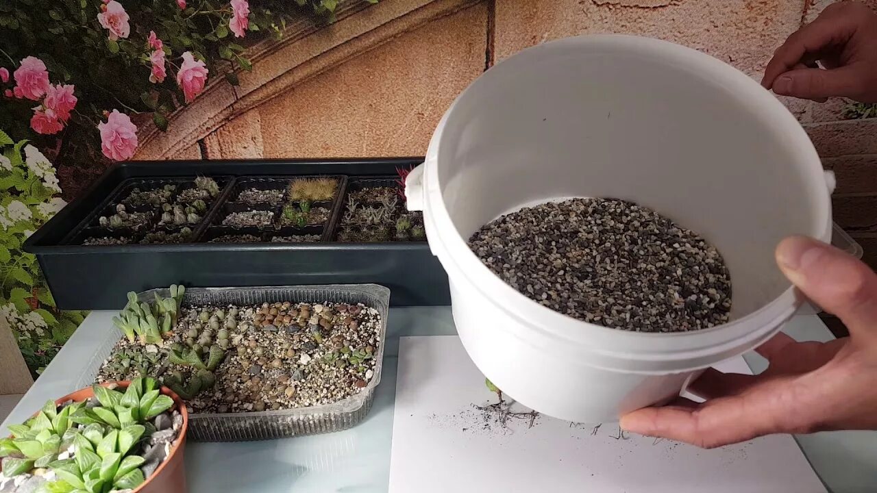 Подходящий грунт для суккулентов. Seramis для кактусов и суккулентов. profik substrat для суккулентов. лечуза грунт для суккулентов. почвенная смесь для суккулентов.