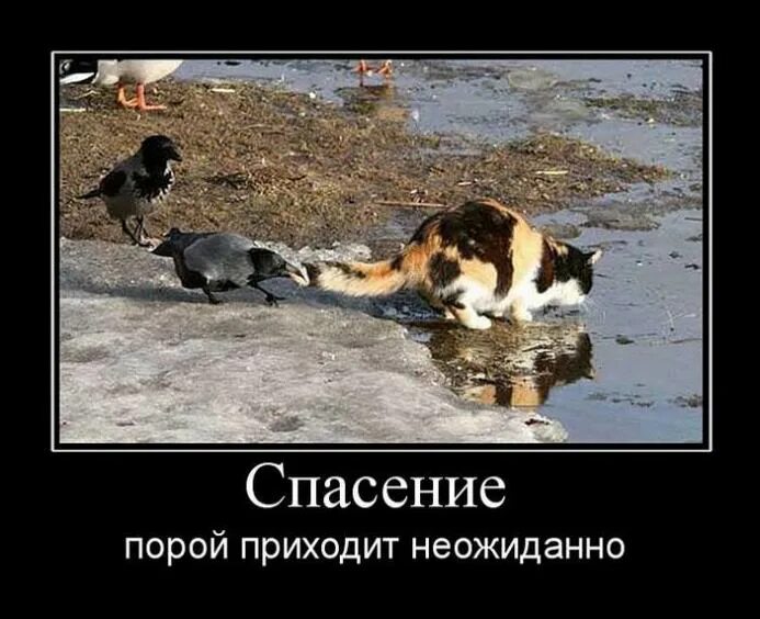 Пора спасать