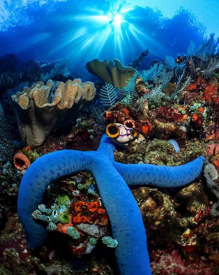 Мультяшные морские обитатели. Обитатели морей и океанов. Скат электрический слепой. Марса алам дайвинг. Кораллы бентос.