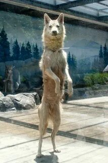 Wolf standing