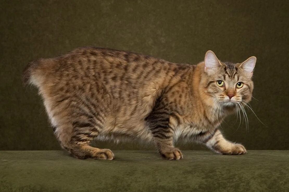 American bobtail. Американский бобтейл кошки. Мэнкс кошка. Бобтейл Мэнкс. Американский бобтейл длинношёрстный.