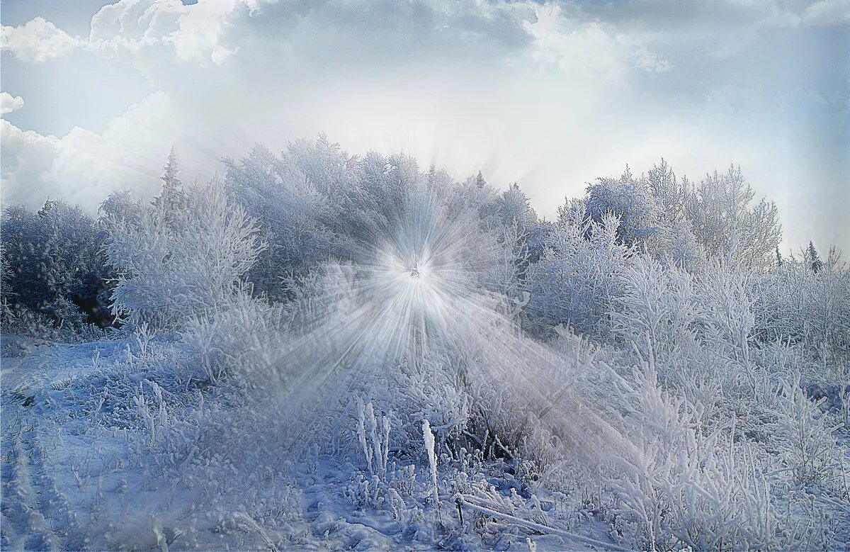 Морозцем 1. Морозец. Морозный шиповник. Морозец. Маленький морозец.
