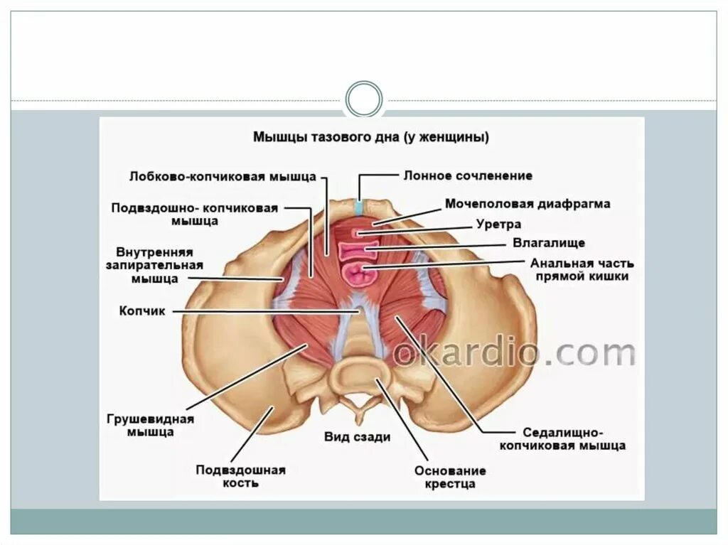 Фасции мочеполовой диафрагмы. Анатомия человека- тазовое дно. Лобковокопсиковая мышца. Лобноткопчиковая мышца. Лобковокопчетая мышца.