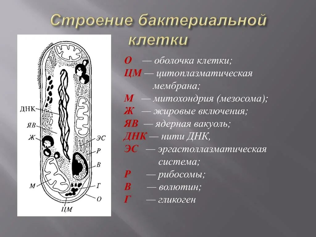 Мезосома бактериальной клетки строение. Строение бактерии мезосомы. Мезосомы строение микробиология. Строение бактерии мезосома. Клетка бактерии клеточная мембрана