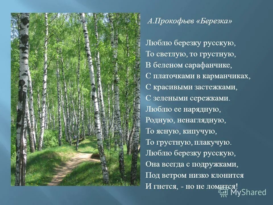 Стихотворение березовый лес. Стихотворение прокофьева береза. стихотворение березка прокофьев. прокофьева люблю березку русскую. прокофьев береза стихотворение.