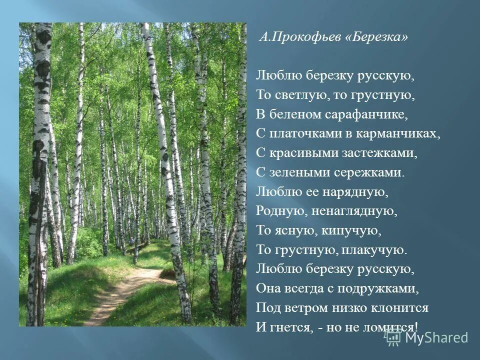 Стихотворение Прокофьева береза. Стихотворение Березка Прокофьев. Прокофьева люблю березку русскую. Береза Прокофьев стих.