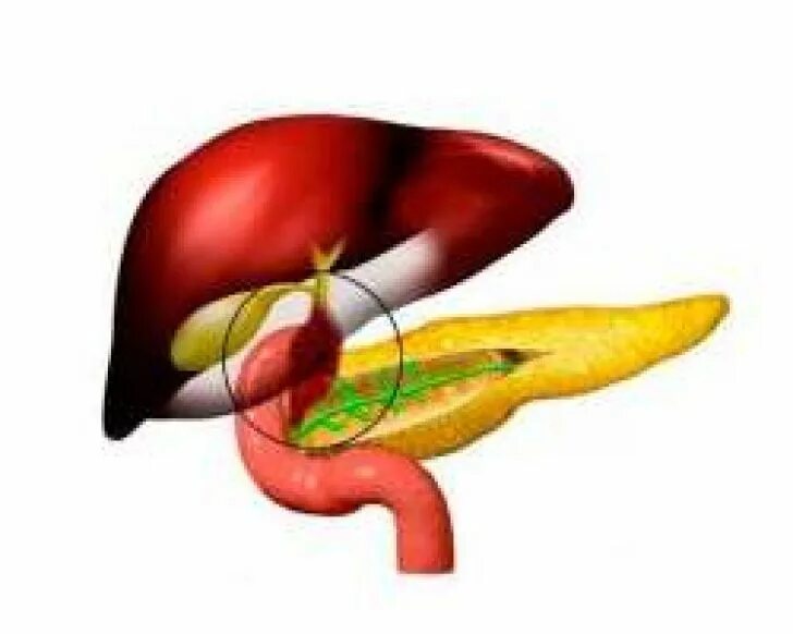 Функциональные нарушения желчевыводящих путей. Клинические проявления дискинезии желчных путей. Дискинезия желчных выводящих путей. Дискинезии желчного пузыря и желчевыводящих путей классификация. Дискинезия желчно выводящих путей.