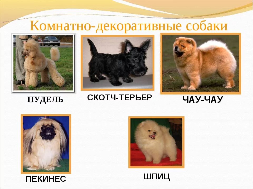 Небольшие породы собак с фотографиями. Название собак. Комнатно-декоративные собаки. Породы собак названия. Породистые собаки и их названия.