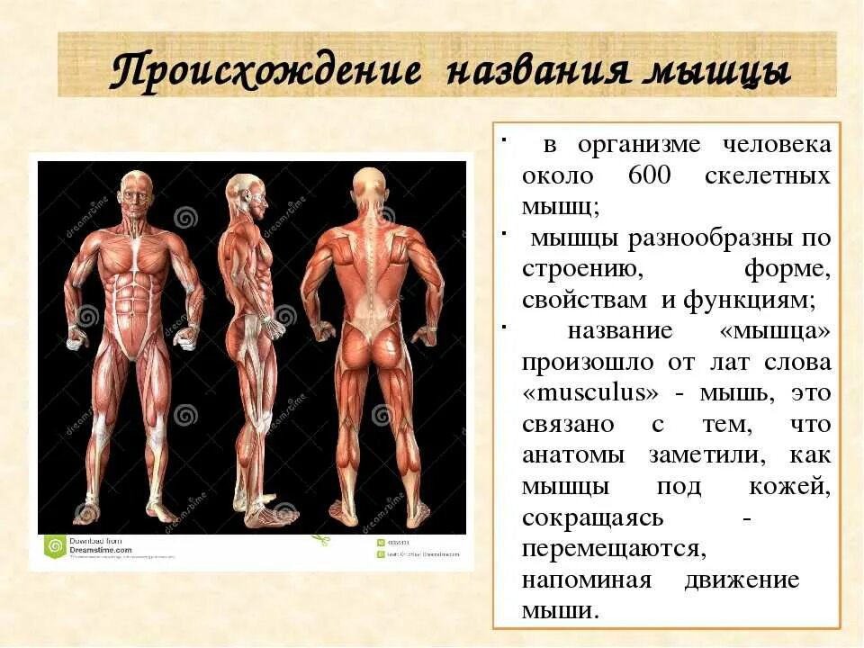 Биология 8 класс мышцы человеческого тела. Мышцы человека презентация. Биология строение мышц. Мышцы 8 класс биология. Распределите мышцы по группам