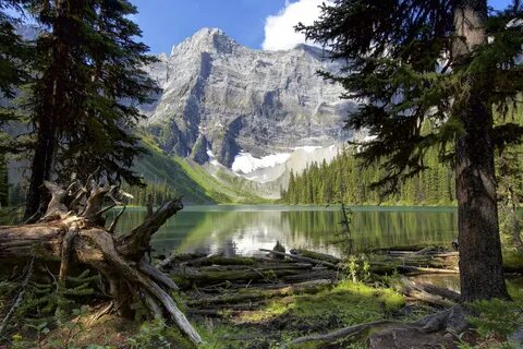 Пейзаж деревья горы