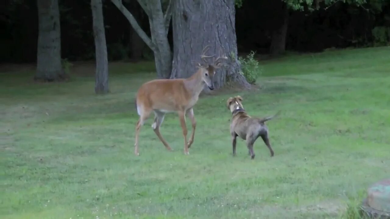 Deer dog. Dog sitting on grass. Deer dog. Собака похожая на олененка. Чихуахуа олененок.