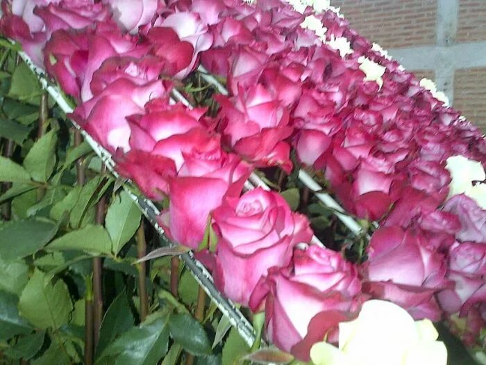 Плантации роз в Эквадоре. Розы пинкфлоцд и Мондиаль в Эквадоре на плантации. Розы на срезку.