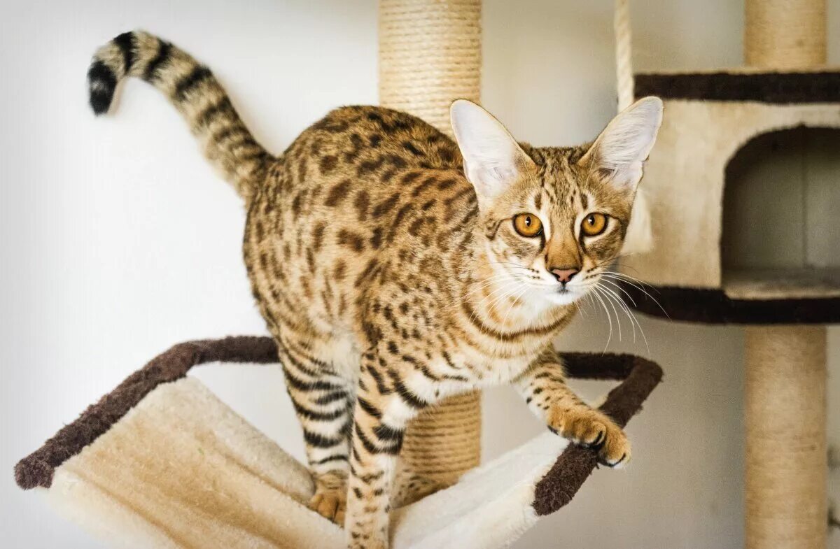 Названия крупных кошек. Саванна кошка. Ашера (кошка). Кошка леопардового окраса. Сафари порода кошек.