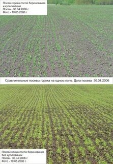 Высев гороха