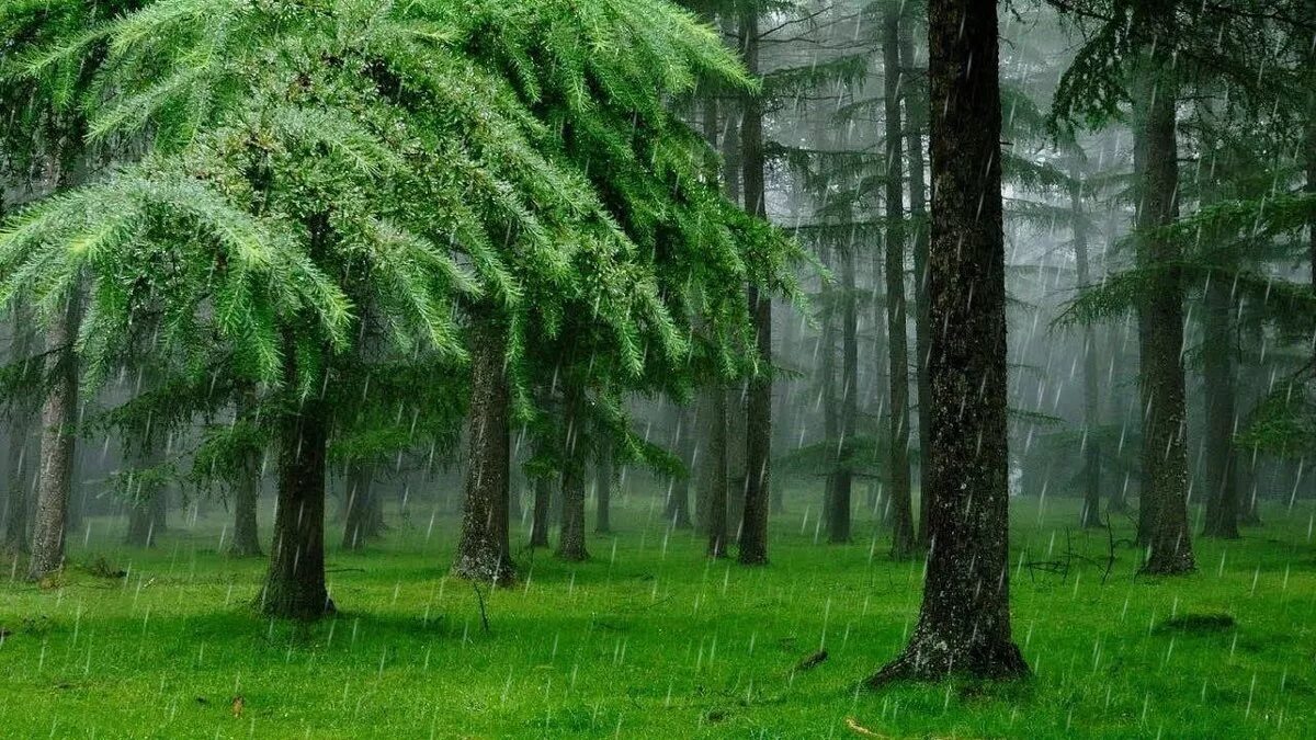 Осадки хвойных лесов. Лес. Дождь в лесу. Лес под дождем. Лес после дождя.