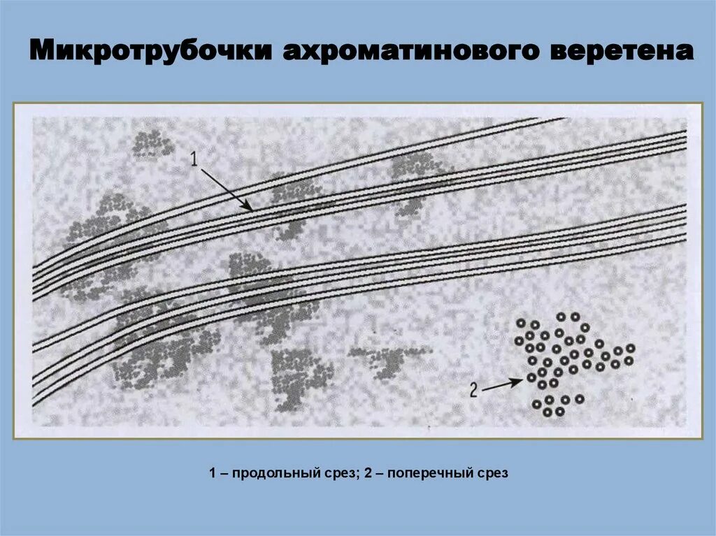 Вещество разрушающее микротрубочки веретена деления. Микротрубочки ахроматинового. Ахроматиновое Веретено. Как образуется ахроматиновое Веретено. Функция ахроматинового веретена.